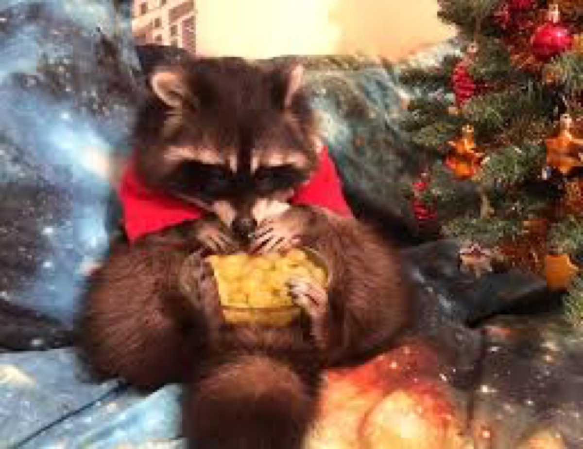 Raccoon dressed as Santa Animal Stories 2018