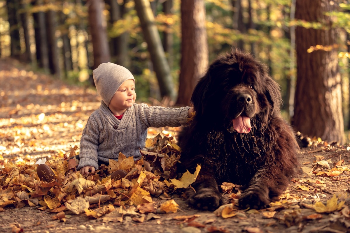 Newfoundland dog and baby in the leaves in the fall