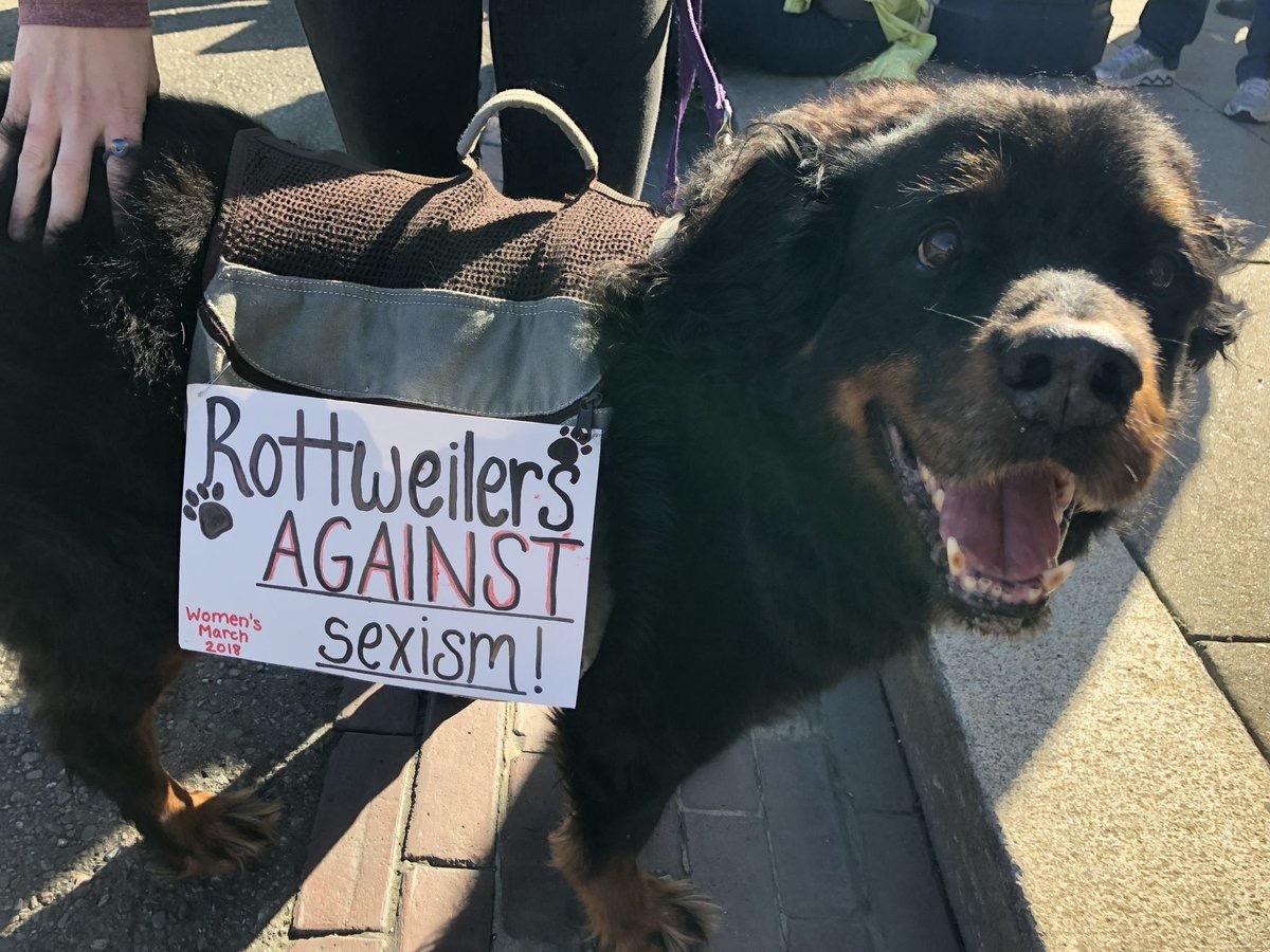 Dog at Women's March Animal Stories 2018