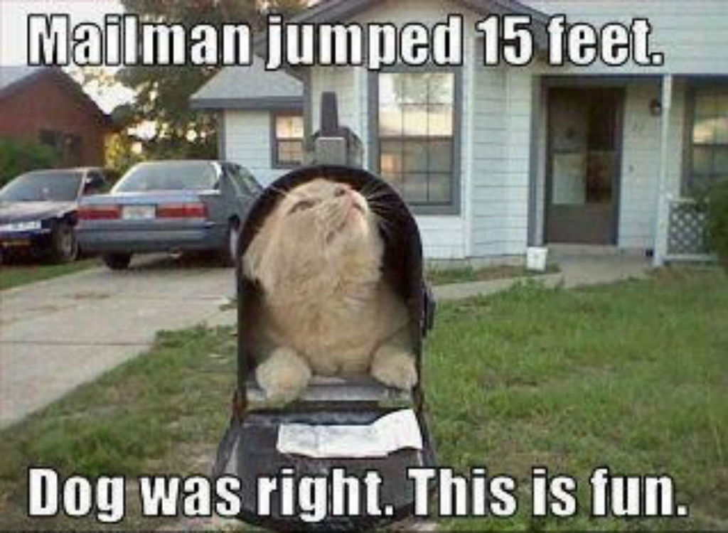 Mailman cat memes