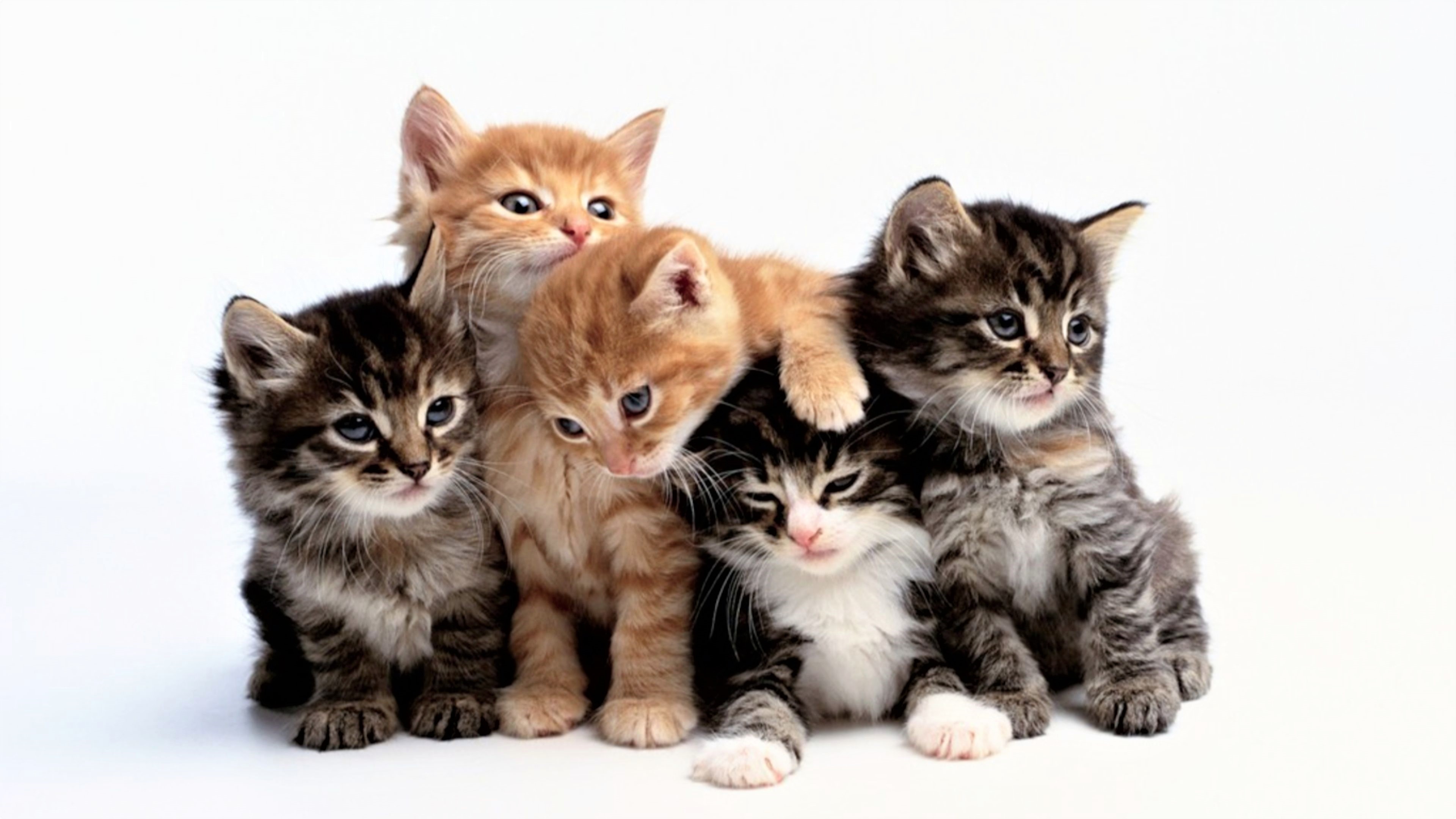 Image result for adorable kittens