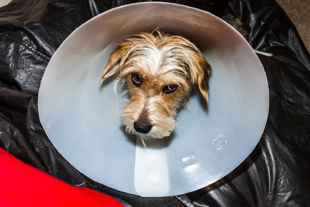 Sad dog wearing a cone of shame