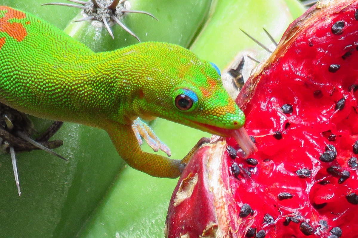 Gold dust day gecko licking the juicy red fruit of a green cactus at Moir Gardens, Kauai, Hawaii - Image