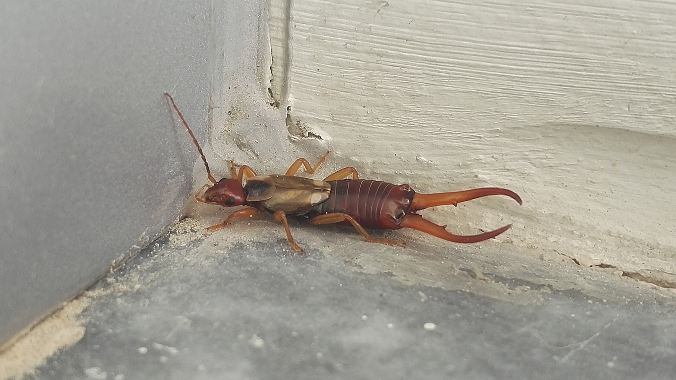 An earwig in a corner of a room