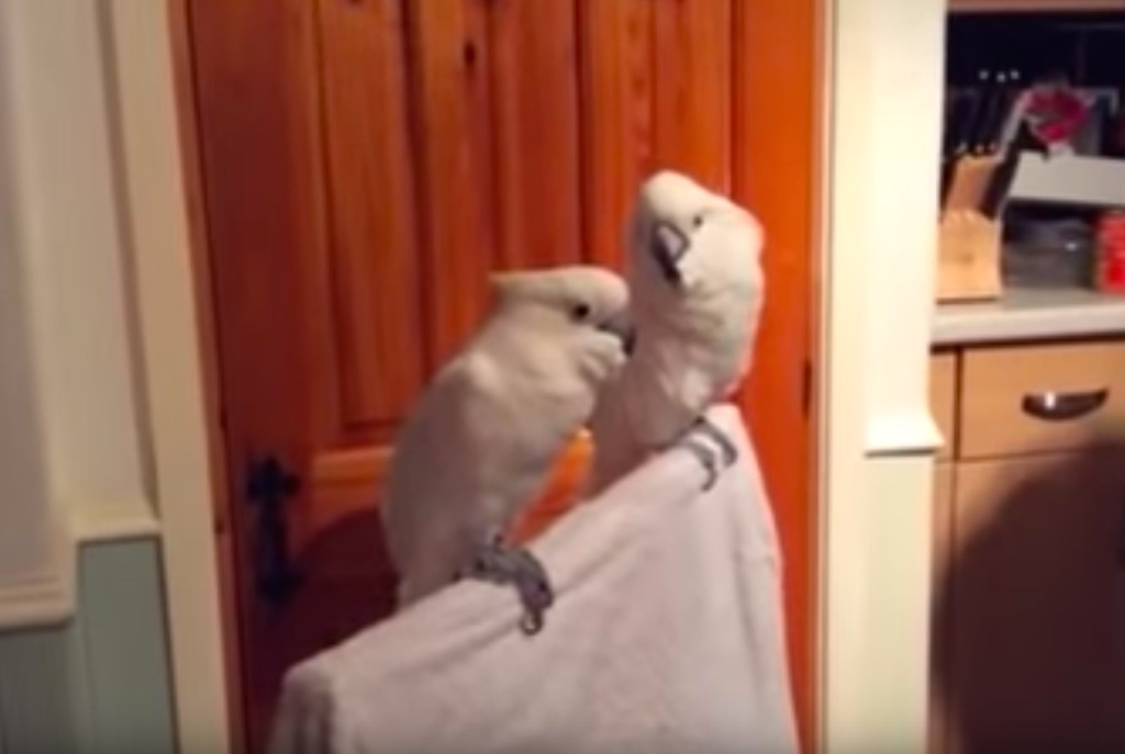 viral elvis cockatoo video