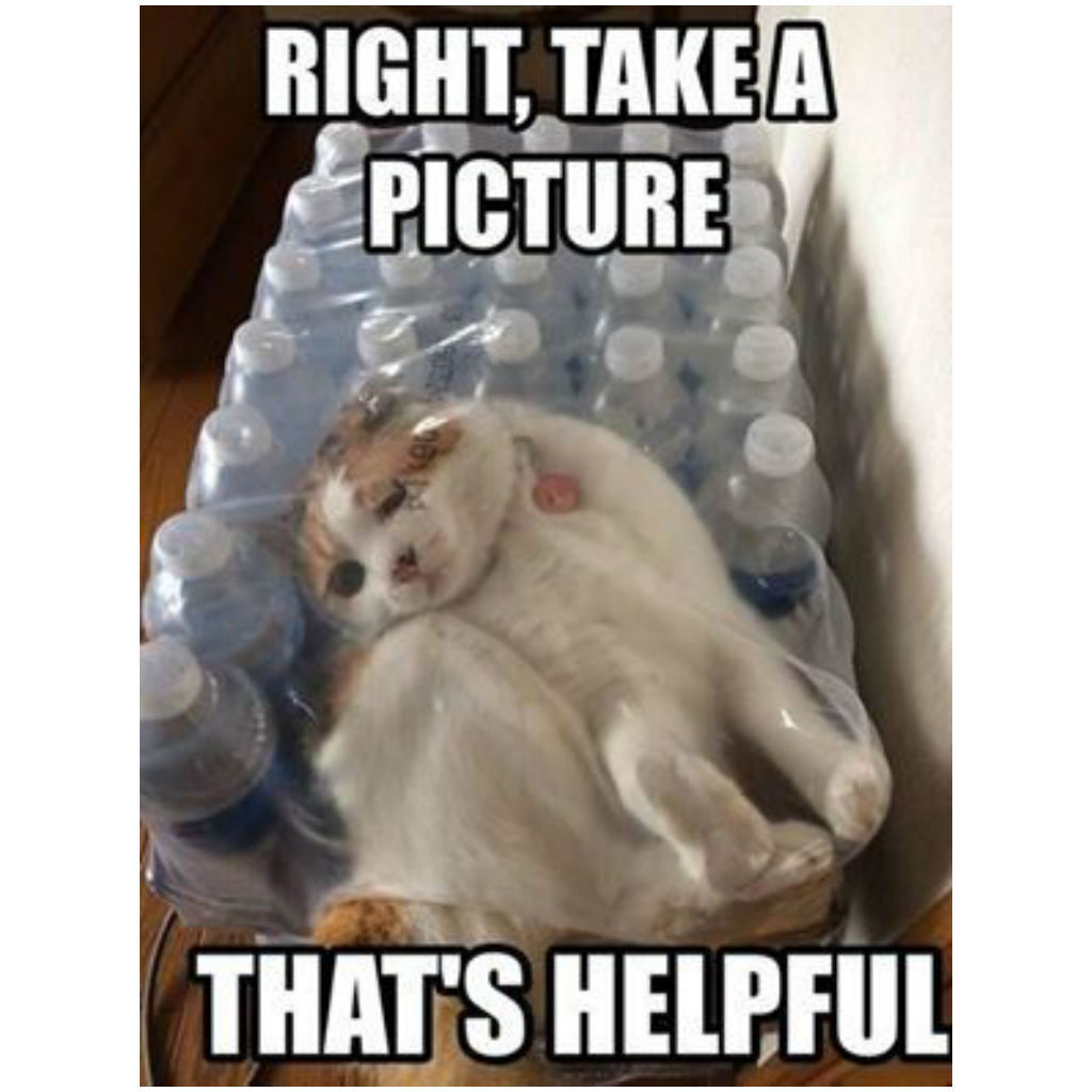Plastic cat memes