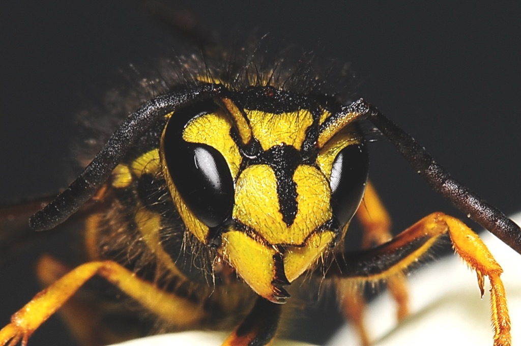 nebraska hornet weirdest urban legend every state
