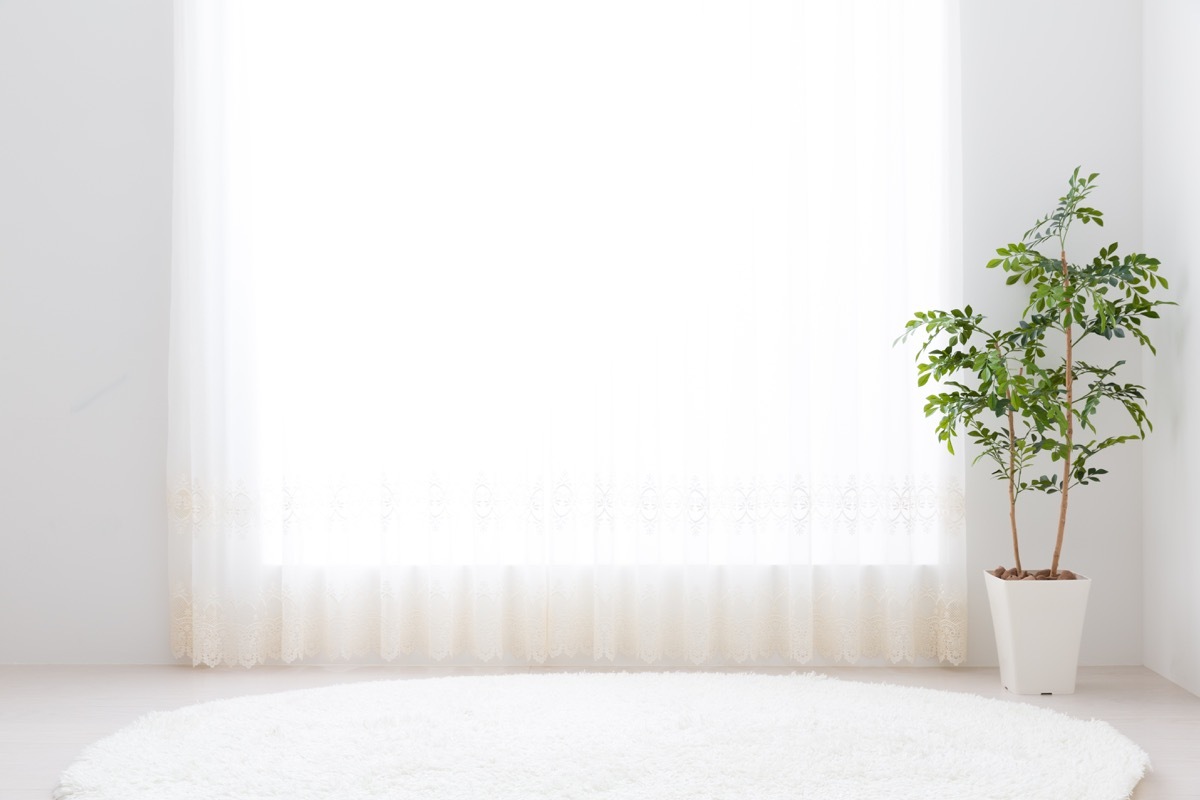white living room with white rug and plant
