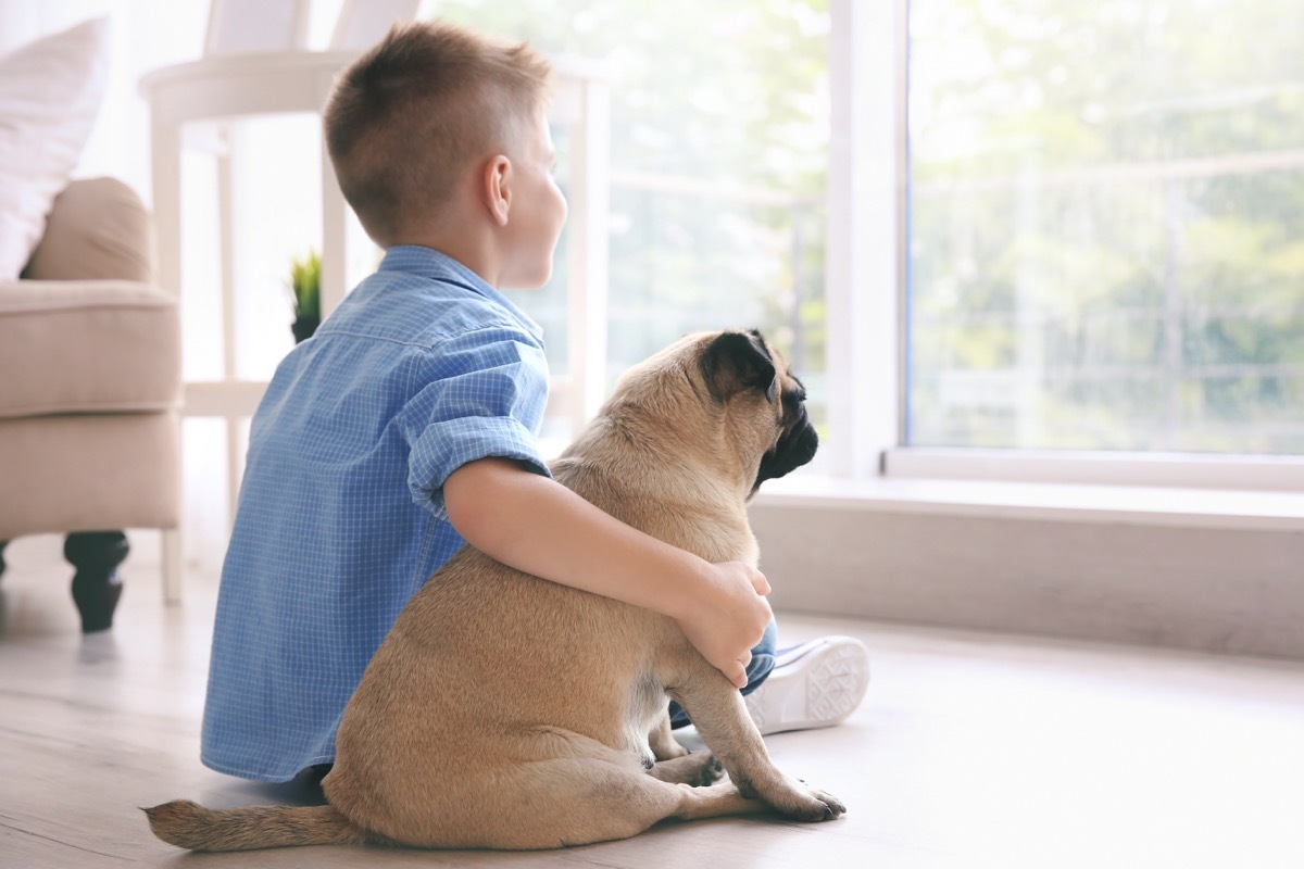 Pug and little boy looking out the window