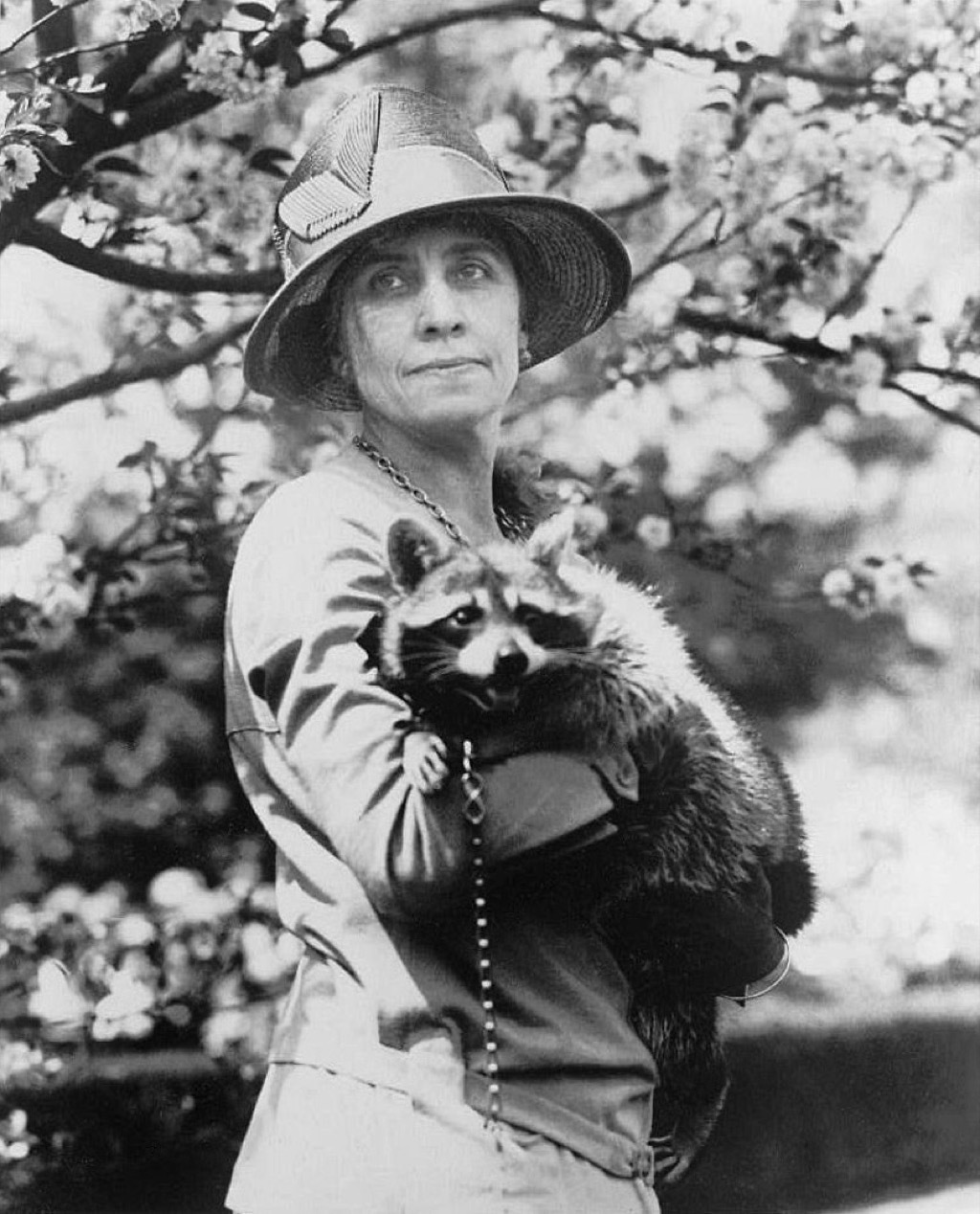 Calvin Coolidge's raccoon, Rebecca