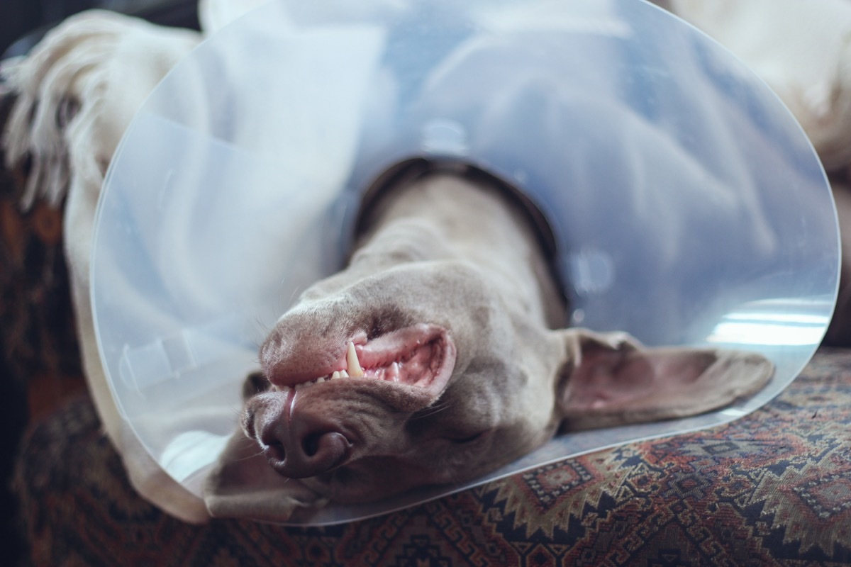 Dog sleeping upside down in a cone