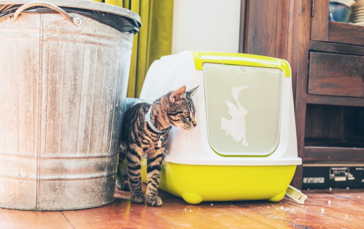 tabby cat next to yellow litter box