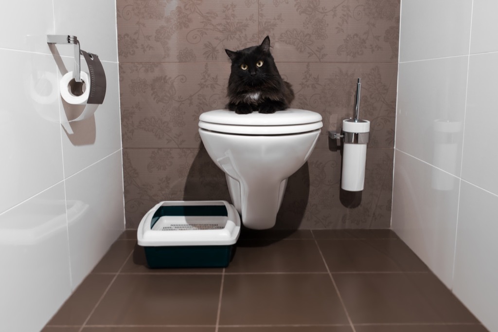 cat in bathroom why cats are better than dogs