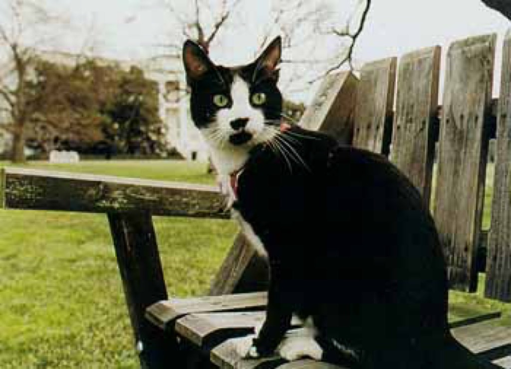 Bill Clinton's cat, Socks