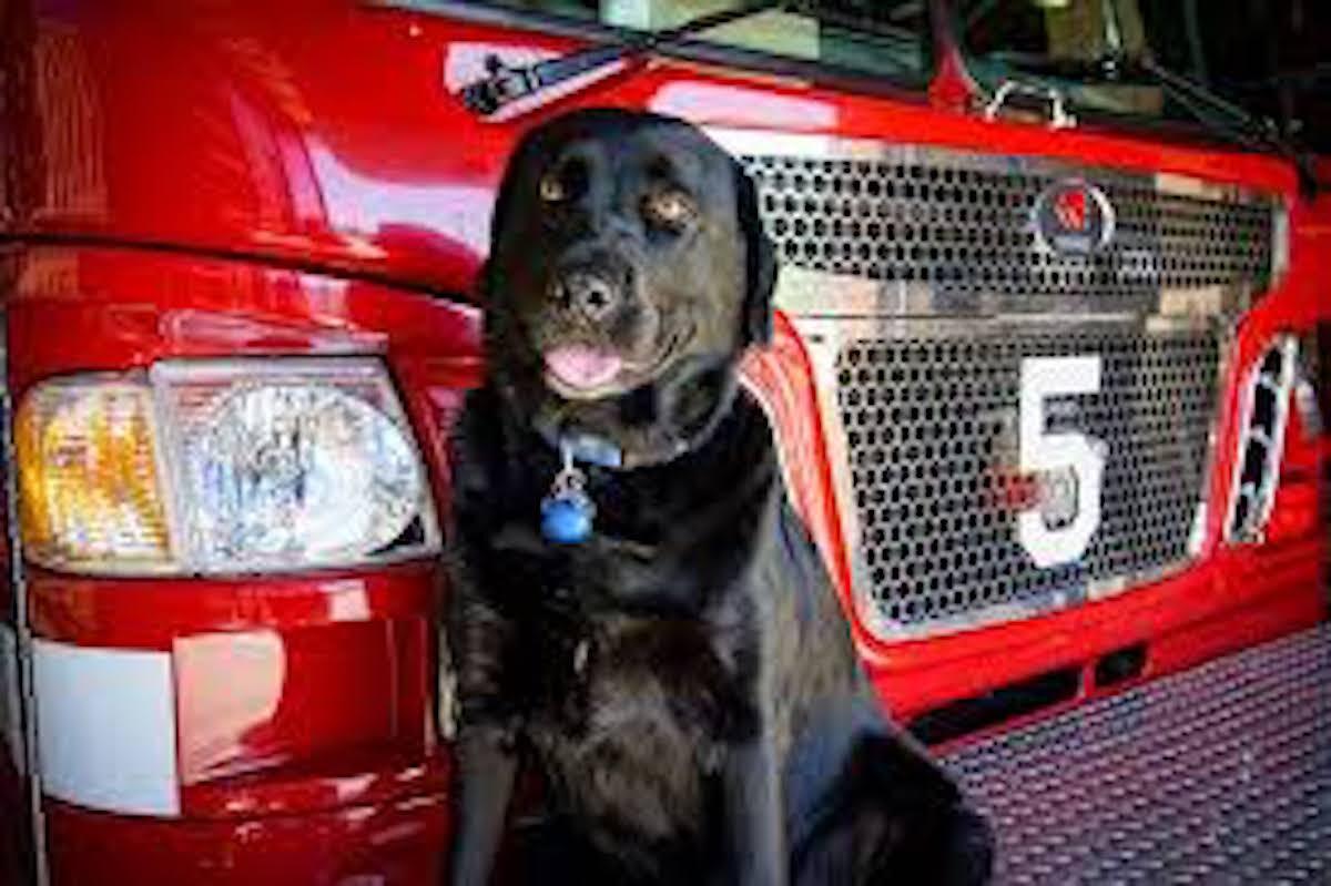 Smokey Firehouse Dog Animal Stories 2018