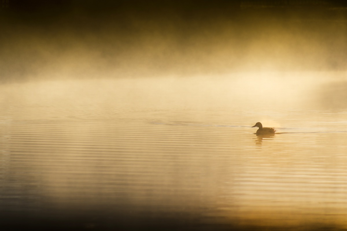 duck silhouette in the middle of the water