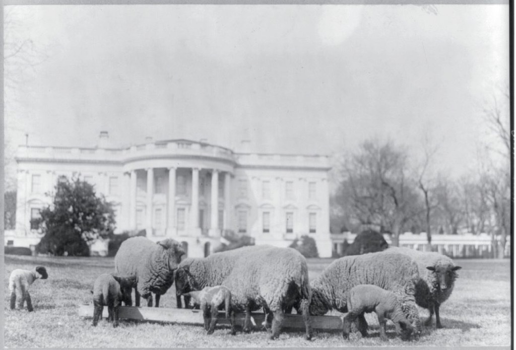 Woodrow Wilson's pet sheep