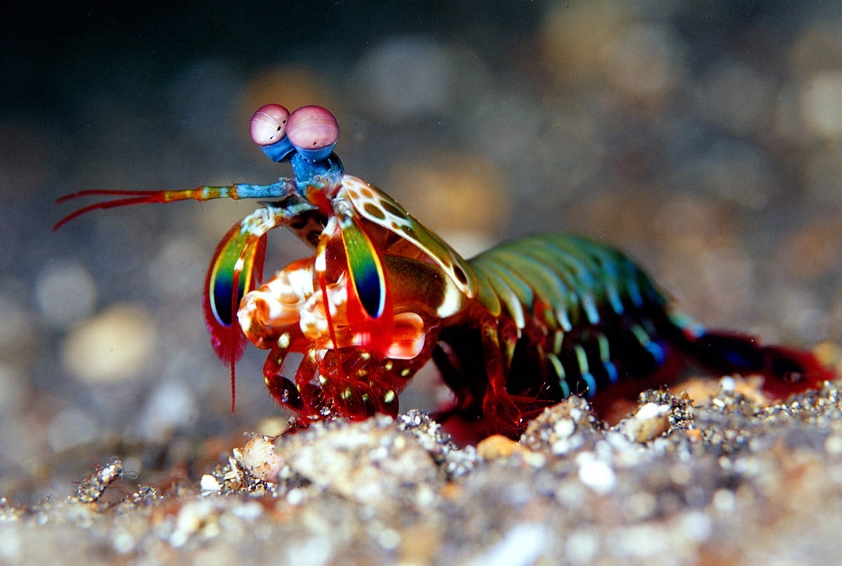 Mantis shrimp - Image