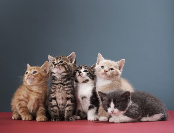 Image result for many small kittens