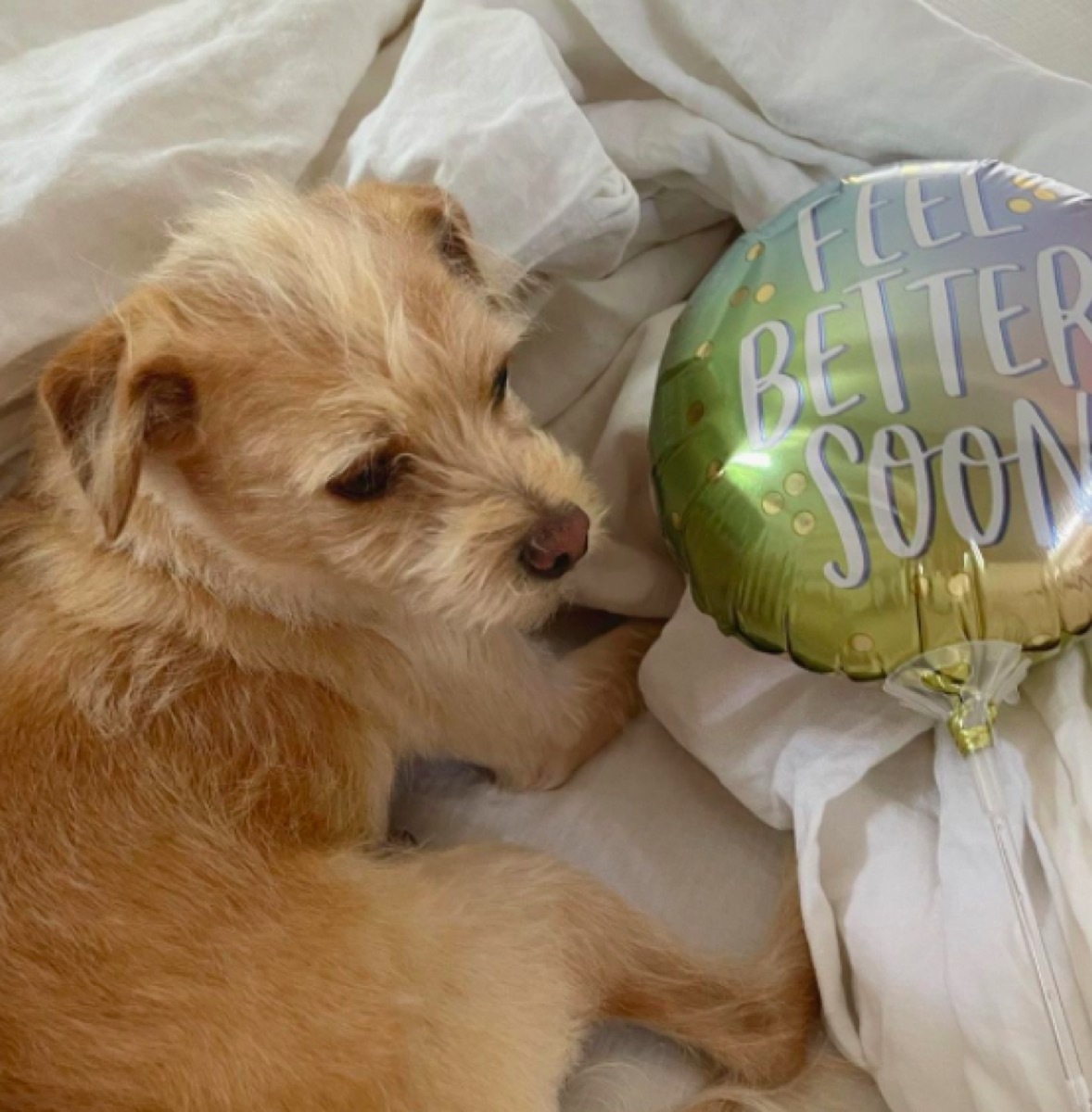 Catt Sadler's dog and balloon