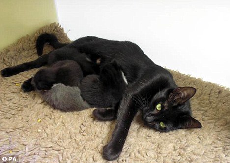 Image result for black cat giving birth