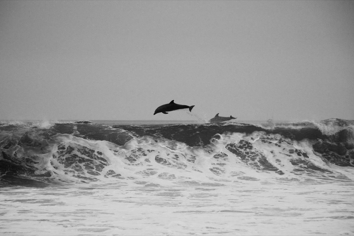 dolphins jumping over wave amazing dolphin photos