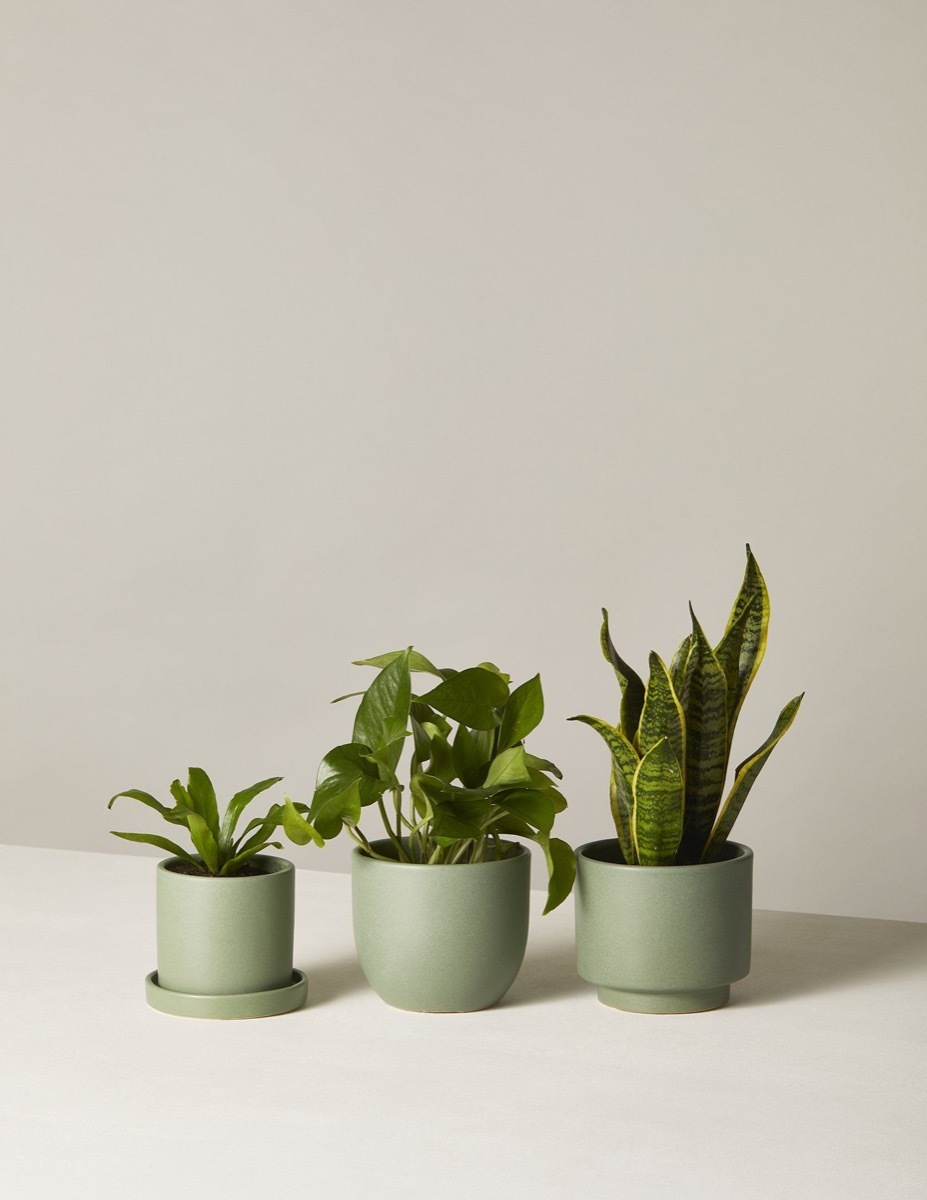 Three potted plants from The Sill