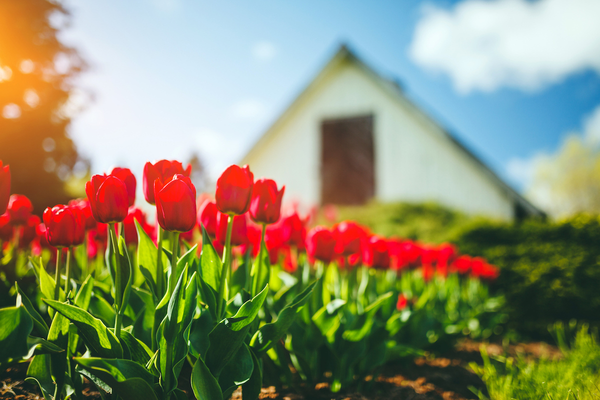 Red Tulips with a house in the background