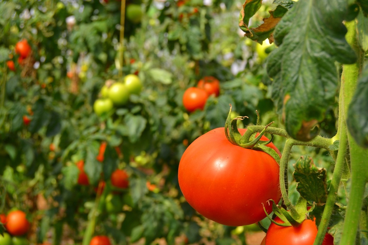 tomato growing on plant