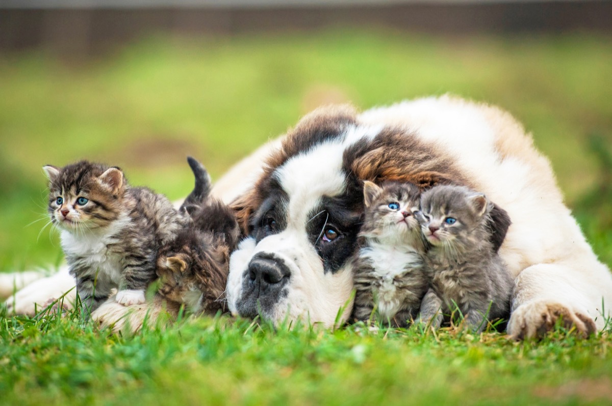 Saint Bernard puppy hanging out with some kittens