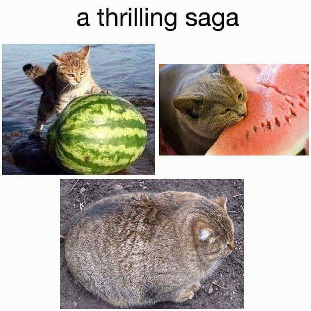 Watermelon cat memes