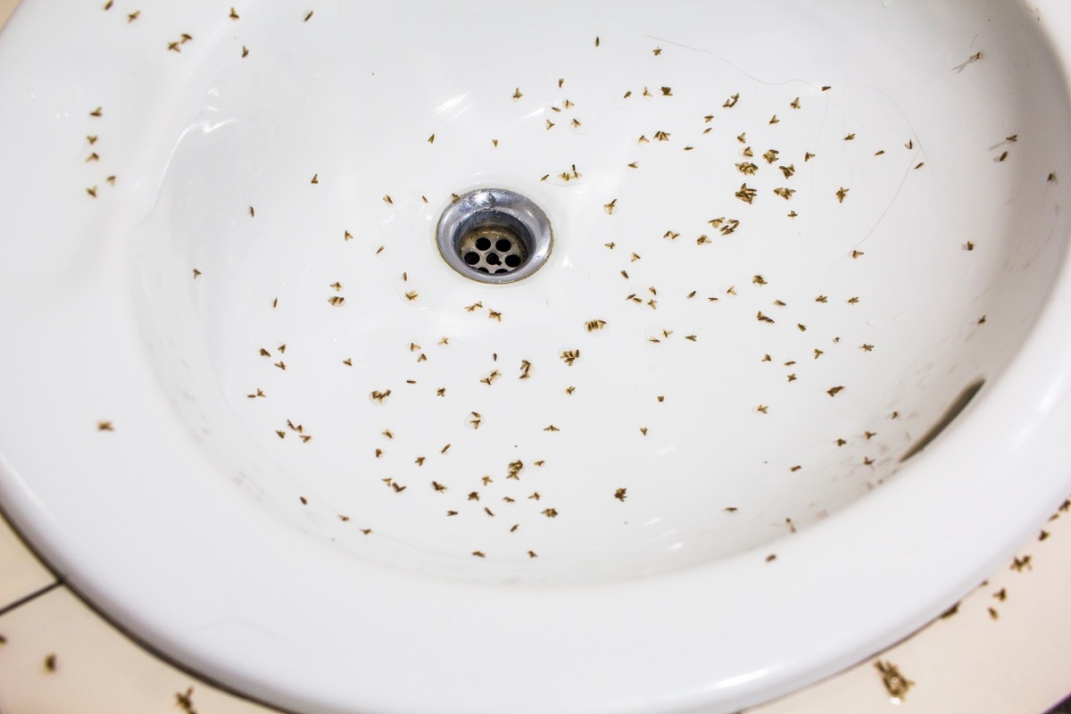 Mayfly fly after raining into bathroom on sink