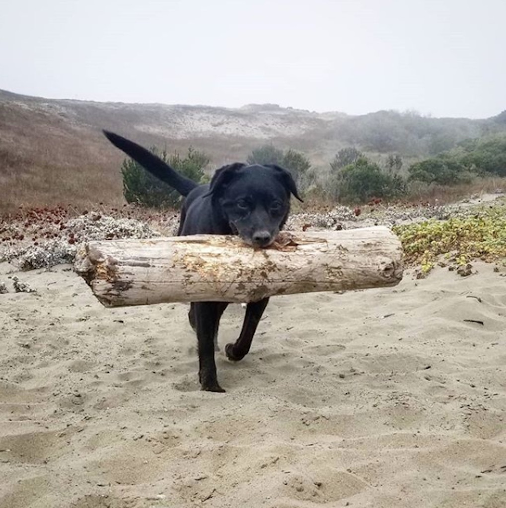 dog with a giant stick