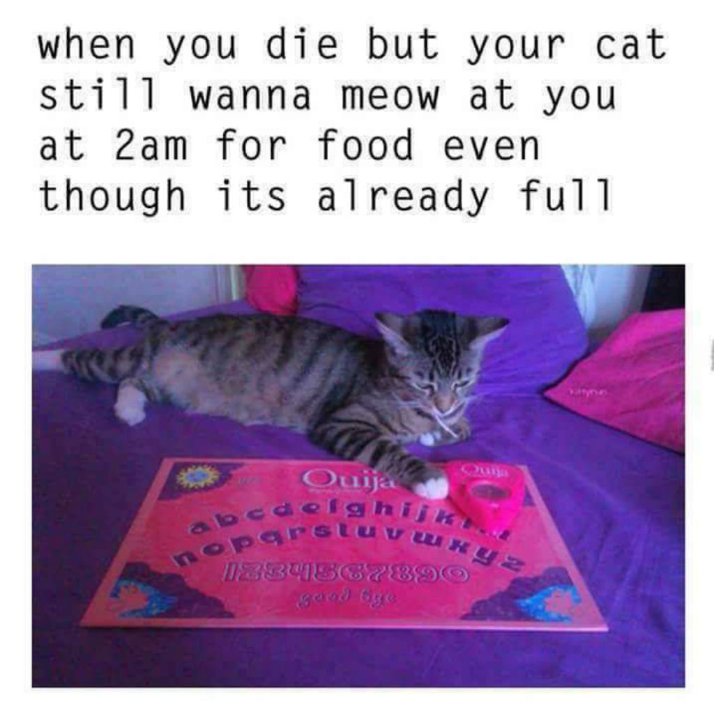 Ouija cat memes