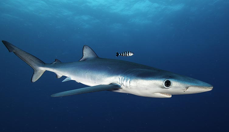 A blue shark swimming in the ocean