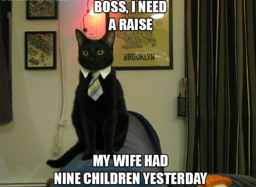 Need a raise cat memes