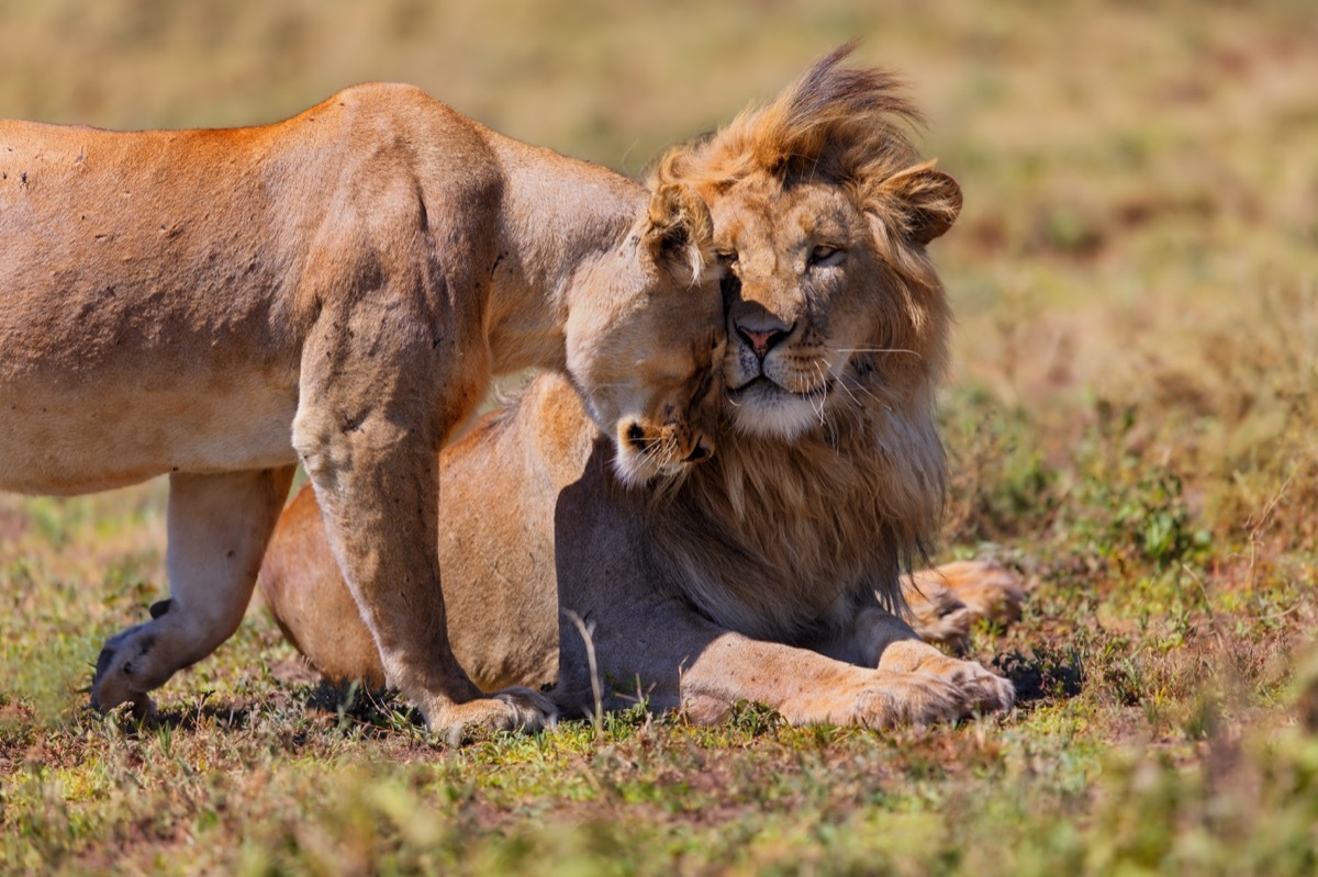 Lions cuddling Animal Stories 2018