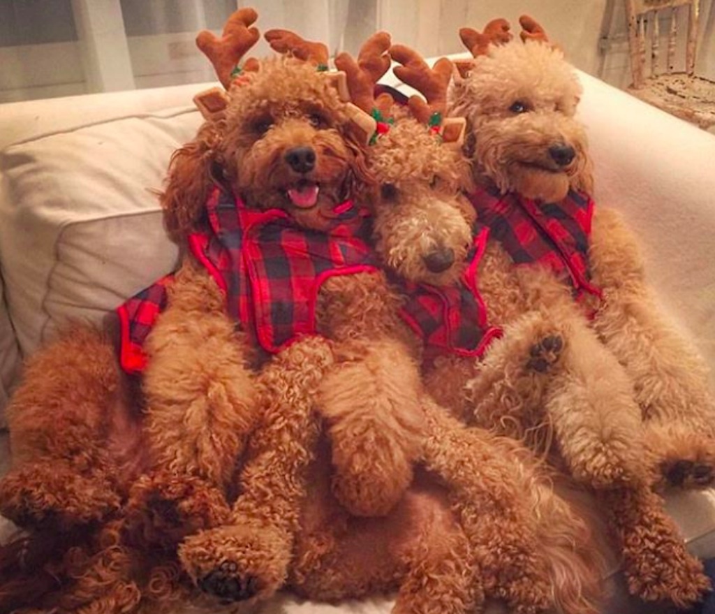dogs excited for the holidays