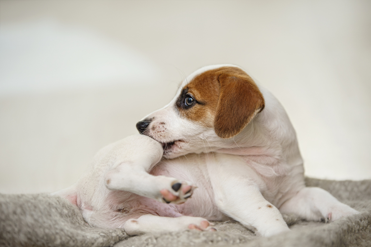 Puppy Jack russell dog biting his own leg