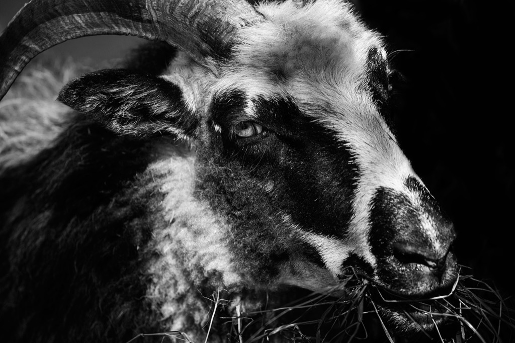 creepy goat weirdest urban legends every state