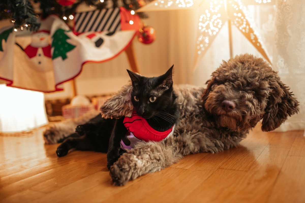 Lagotto Romagnolo puppy and black cat lying under the Christmas tree.
