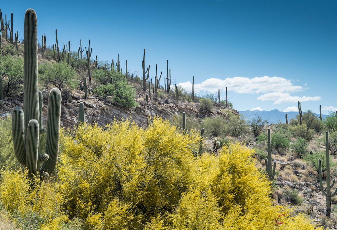 cacti in santa cruz county, arizona