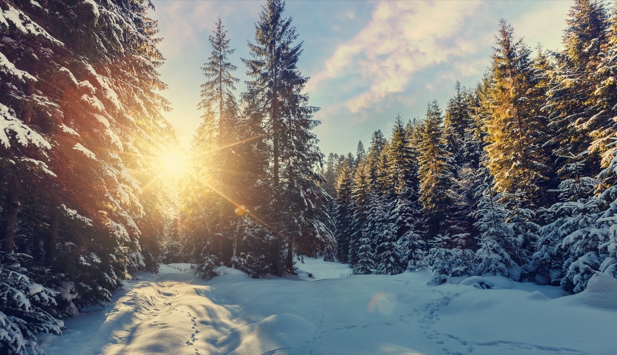 Majestic winter landscape. frosty pine tree under sunlight at sunset. christmas holiday concept, unusual wonderful landscape. fantastic wintry background. instagram effect. retro style - Image