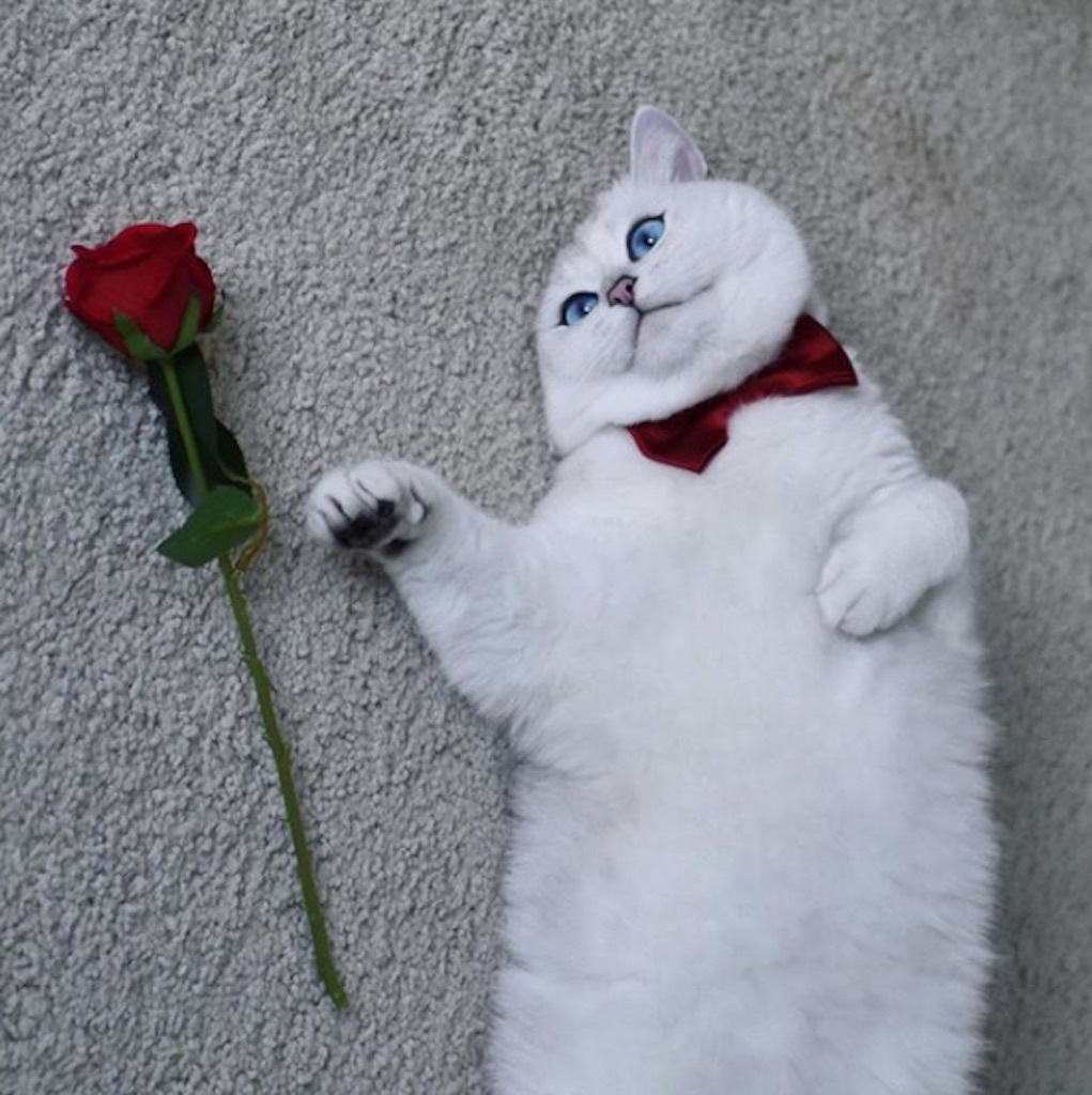 cat with a rose
