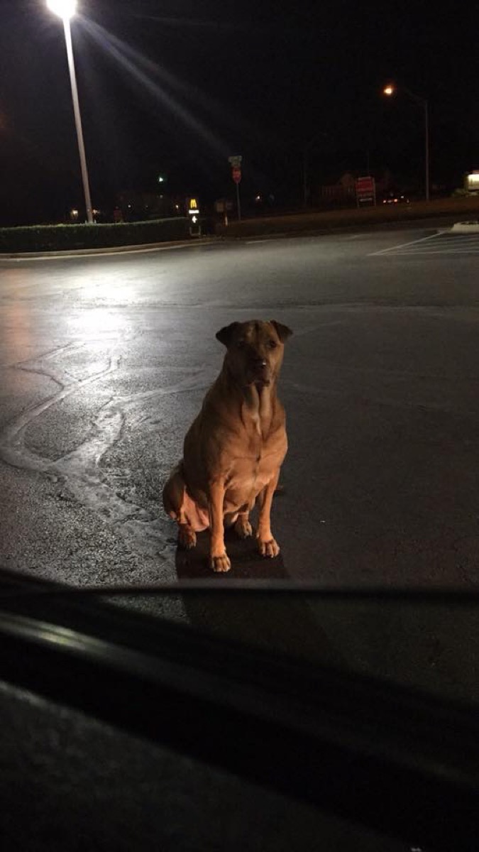 Princess the dog tricking McDonald's customers Animal Stories 2018