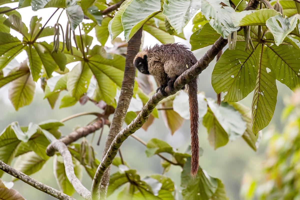 Masked titi monkey (Callicebus personatus), photographed in Santa Teresa, Espí­rito Santo - Brazil. Atlantic forest Biome. Wild animal. - Image