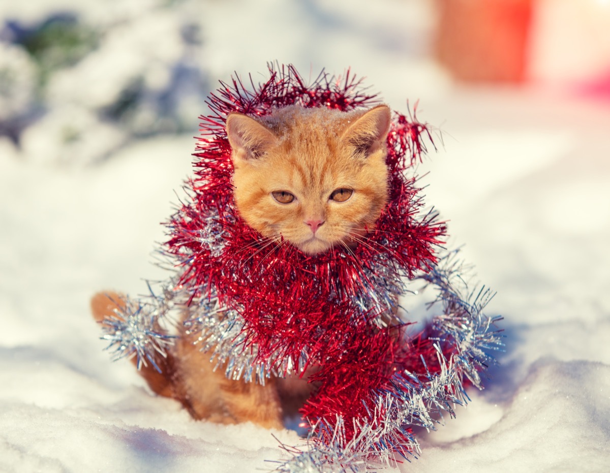 Funny cat wrapped in tinsel