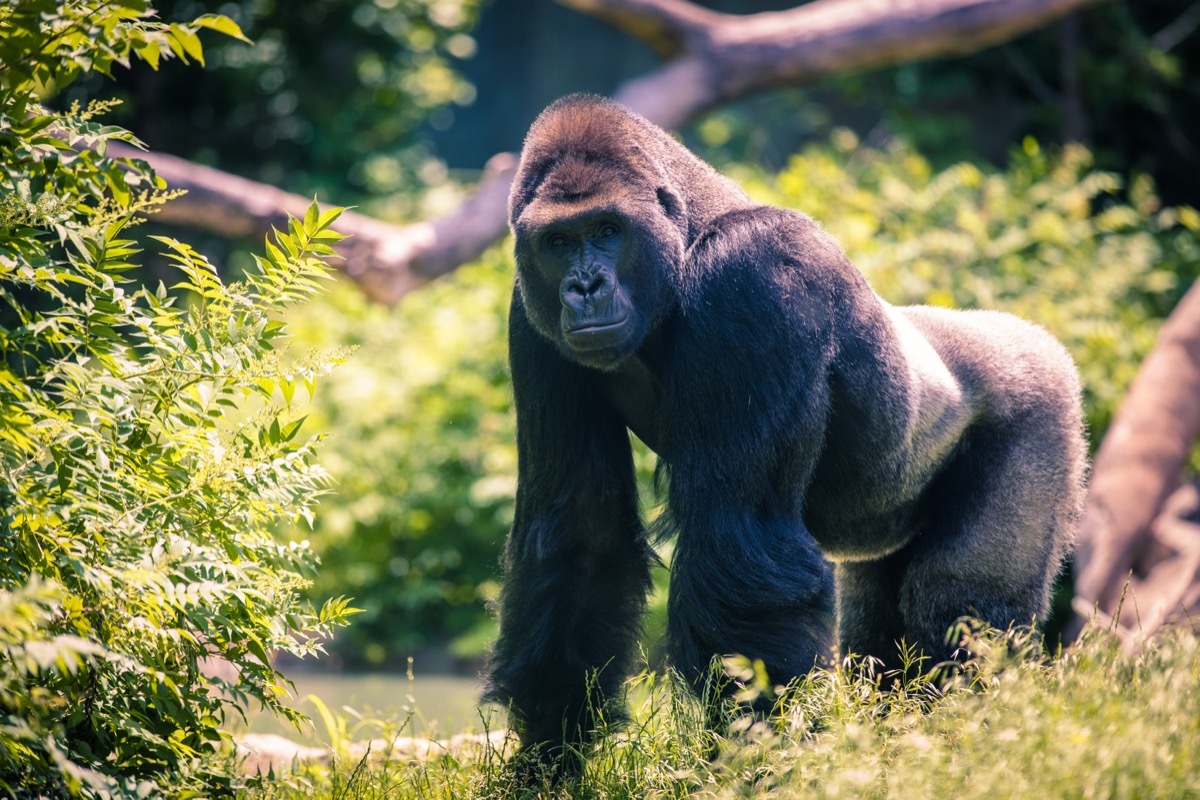 silverback gorilla at omaha zoo