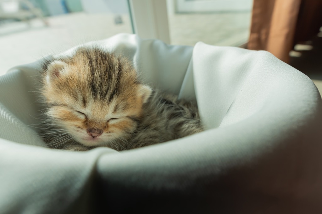 sleeping kitten why cats are better than dogs