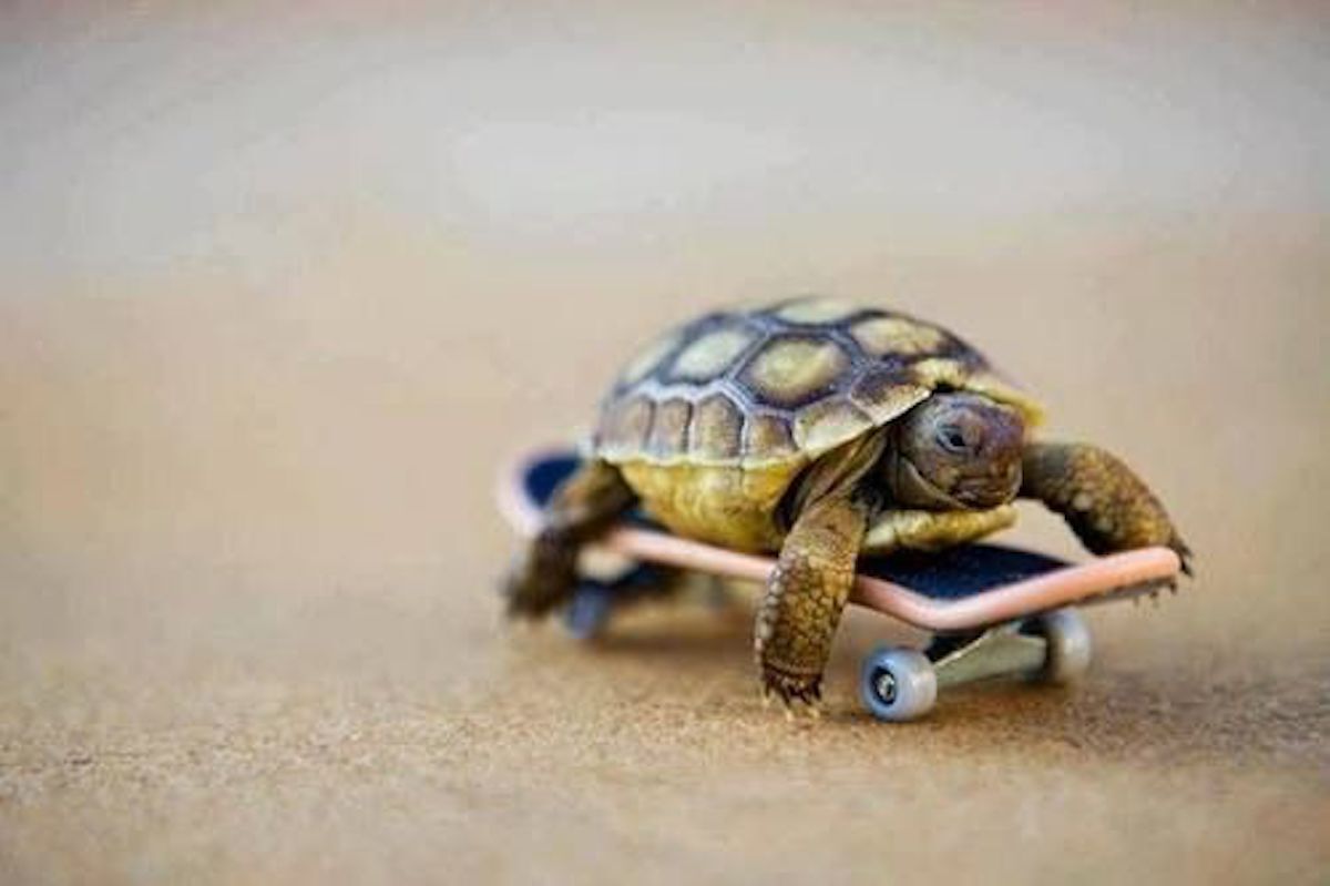Turtle Riding Skateboard Animal Stories 2018